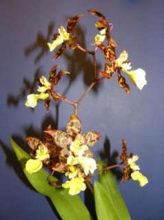 Odcdm Sunlight Pesky Panther Bloom size Orchid  