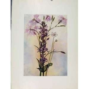  Superbus Perenis Sweertia Flowers Plant Sketch Print