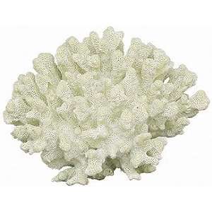  Cauliflower Coral   Natural