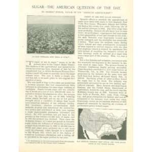 1897 Sugar Beet Growing Production Nebraska California Utah 