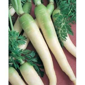  White Belgian or Blanche A Collet Vert Carrot Seeds