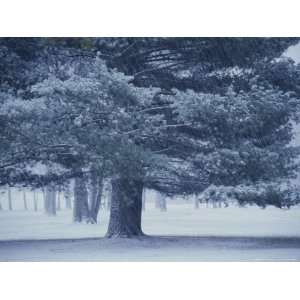  Falling Snow Streaks Past a Large Pine Tree During a Storm 