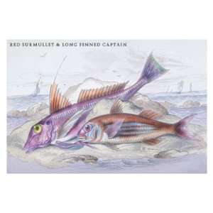  Red Surmullet and LOF Finned Captain 20x30 Poster Paper 
