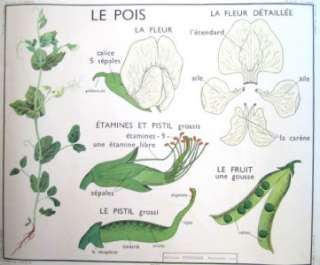 French Vintage School Poster Rose Flower Bud Botanical Garden  