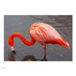 Caribbean Flamingo at Slimbridge Arp 10.00 x 8.00 Poster Print