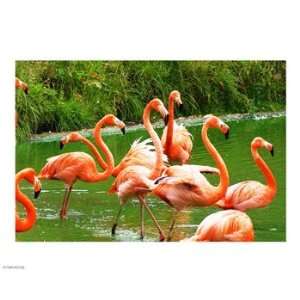  Caribbean Flamingo 10.00 x 8.00 Poster Print