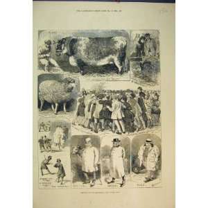   1882 Sketches Smithfield Cattle Show Sheep Pigs Judges