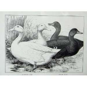  1902 Poultry Aylesbury Ducks Cayuga Lewis Wright Birds 