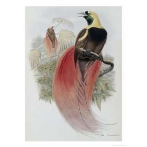  Marquis de Raggis Bird of Paradise Giclee Poster Print by 
