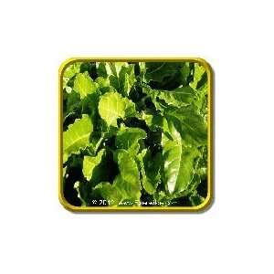  1 Oz   Swiss Chard Seeds   Perpetual Spinach Bulk Vegetable 