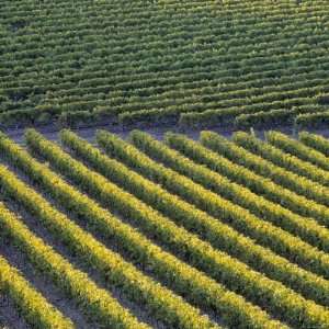 Vineyards, Cognac Region, Charente, Poitou Charentes, France Premium 
