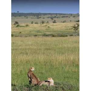  Cheetahs Lying on the Plains   Peel and Stick Wall Decal 