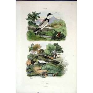  1839 H/C Natural History *584 Birds Plover
