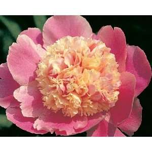  Cora Stubs Peony Seed Packet Patio, Lawn & Garden