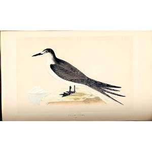    H/C British Birds 1St Ed Morris Sooty Tern 317
