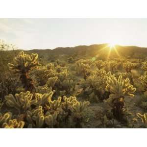 Cholla Cactus at Sunset, Sonoran Desert, Anza Borrego Desert State 