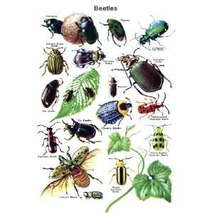  Beetle Classification Poster, Beetles, Beetle Breeds, Insects 