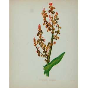  1898 Botanical Print Common Sorrel Rumex Acetosa 