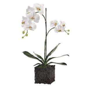   Orchid Plant in Clay Pot White (Pack of 2) Patio, Lawn & Garden