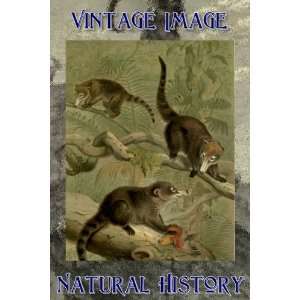   Each 6.35cm x 3.8cm Vintage Natural History Image White Tailed Coati