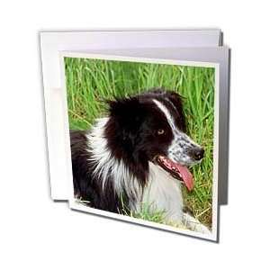 Dogs Border Collie   Border Collie   Greeting Cards 12 Greeting Cards 