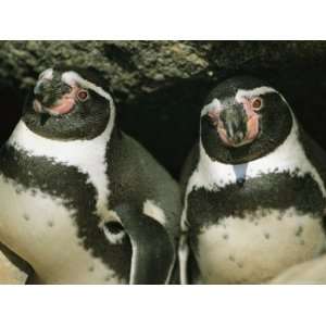  Close View of Two Peruvian, or Humboldt, Penguins Premium 