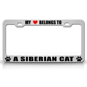  MY HEART BELONGS TO A SIBERIAN Cat Pet Auto License Plate 