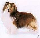 cross stitch shetland sheepdog  