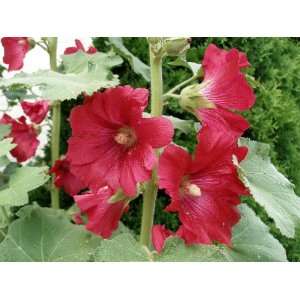  Red Hollyhock Seed pack Patio, Lawn & Garden