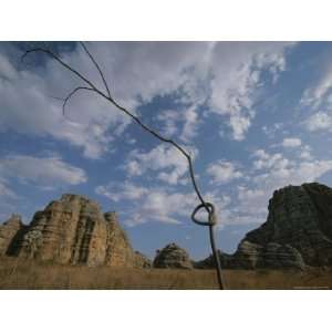  A Knotted Branch Grows in Front of a Vast Sky and Rock 