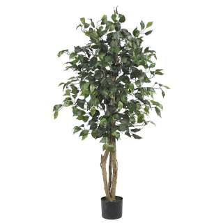   to the eye this 4 ficus tree will command attention wherever