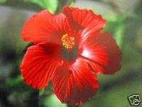 HAWAIIAN RED HIBISCUS PLANT CUTTINGS ~ GROW HAWAII  