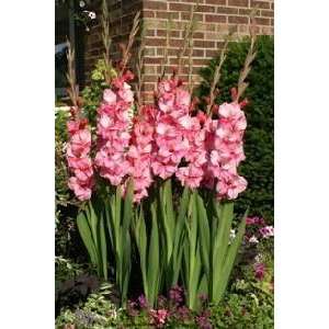  Gladiola Pink Event 12 14 cm. 100 pack Patio, Lawn 