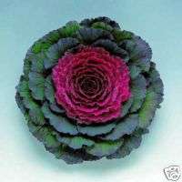 Ornamental Cabbage Pigeon Purple 15 Seeds  