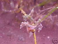 DWARF SEAHORSE ,sea ponys,seahorses, florida keys.  