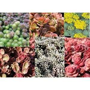  SEDUM COLLECTION #2 / Three inch Potted Patio, Lawn 