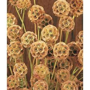  Scabiosa, Starflower (S. Stellata) 1 Pkt. (45 seeds 