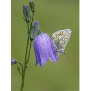  Common Blue, Resting on Harebell, Scotland Stretched 