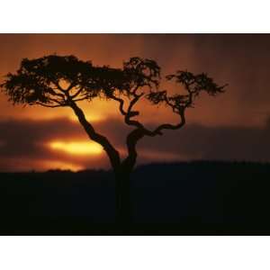  Acacia Tree During Afternoon Rain Storm, Masai Mara Game 