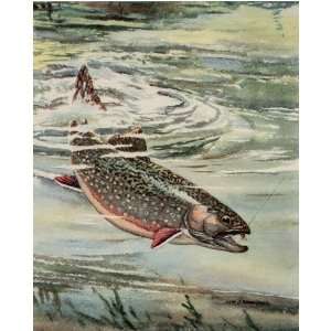  William J Schaldach Fishing   Northern Squaretail Trout 