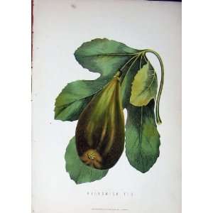  1885 Gardening Fruit Brunswick Fig Nature Colour Print 
