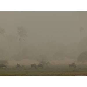  Dust Storm Darkens the Sky Near a Group of Feeding 