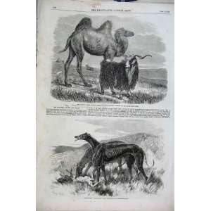  Sappers Camel, Crimea Goat, Greyhounds 1856