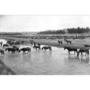  Horses crossing the river at Round up Camp 20x30 poster 