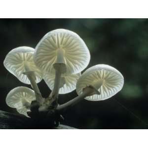  Mushrooms Growing on a Decaying Tree, Oudemansiella Mucida 