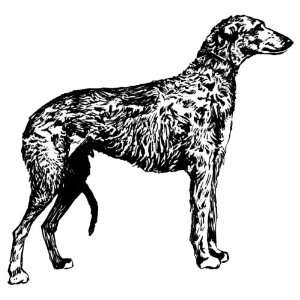   Round Acrylic Coaster Line Drawing Scottish Deerhound