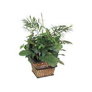  Potted Plants, w/ Container, Large Mixed Green/Sea Grass 