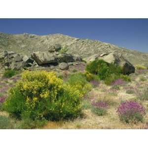  Arid Landscape with Plants and Bushes in Flower, Near Avila 