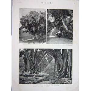  1887 Giant Indian Rubber Trees Peradinia Ceylon Banyan 
