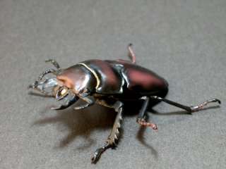 Yujin Japan Insect Figure 2 Stag Beetle No. 01  